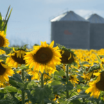 Las exportaciones de semilla de girasol se dispararon 875% en el primer semestre