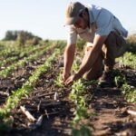 Malezas resistentes: las claves para mejorar el control en los lotes de maíz