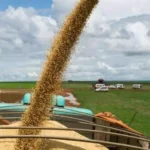 El campo proyecta exportaciones por US$ 36.500 millones en 2027, pero persisten dudas sobre los dólares disponibles